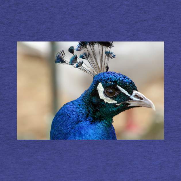 Peacock by Rob Johnson Photography